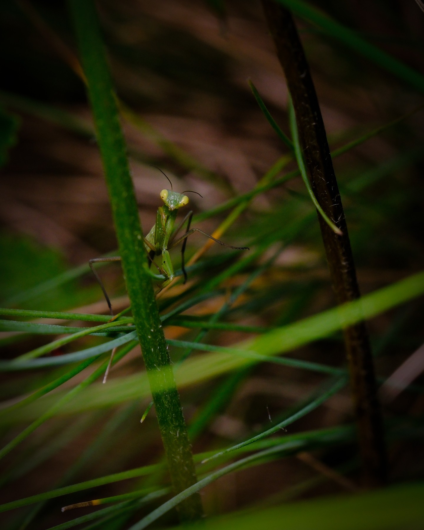 Fight

#macrophotography #fujifilm