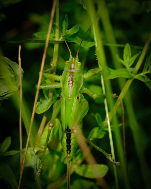 Still

#macrophotography #fujifilm
#Grasshopper #MacroPhotography #InsectPhotography #NatureLovers #WildlifePhotography #CloseUpNature #GreenInsect #Camouflage #Biodiversity #NatureShot #Entomology #WildlifePerfection #InsectsOfInstagram #GrasshopperCamouflage #NaturalBeauty #NatureCloseUp #WildlifeMacro #InsectWorld #Greenery #GrasshopperLife