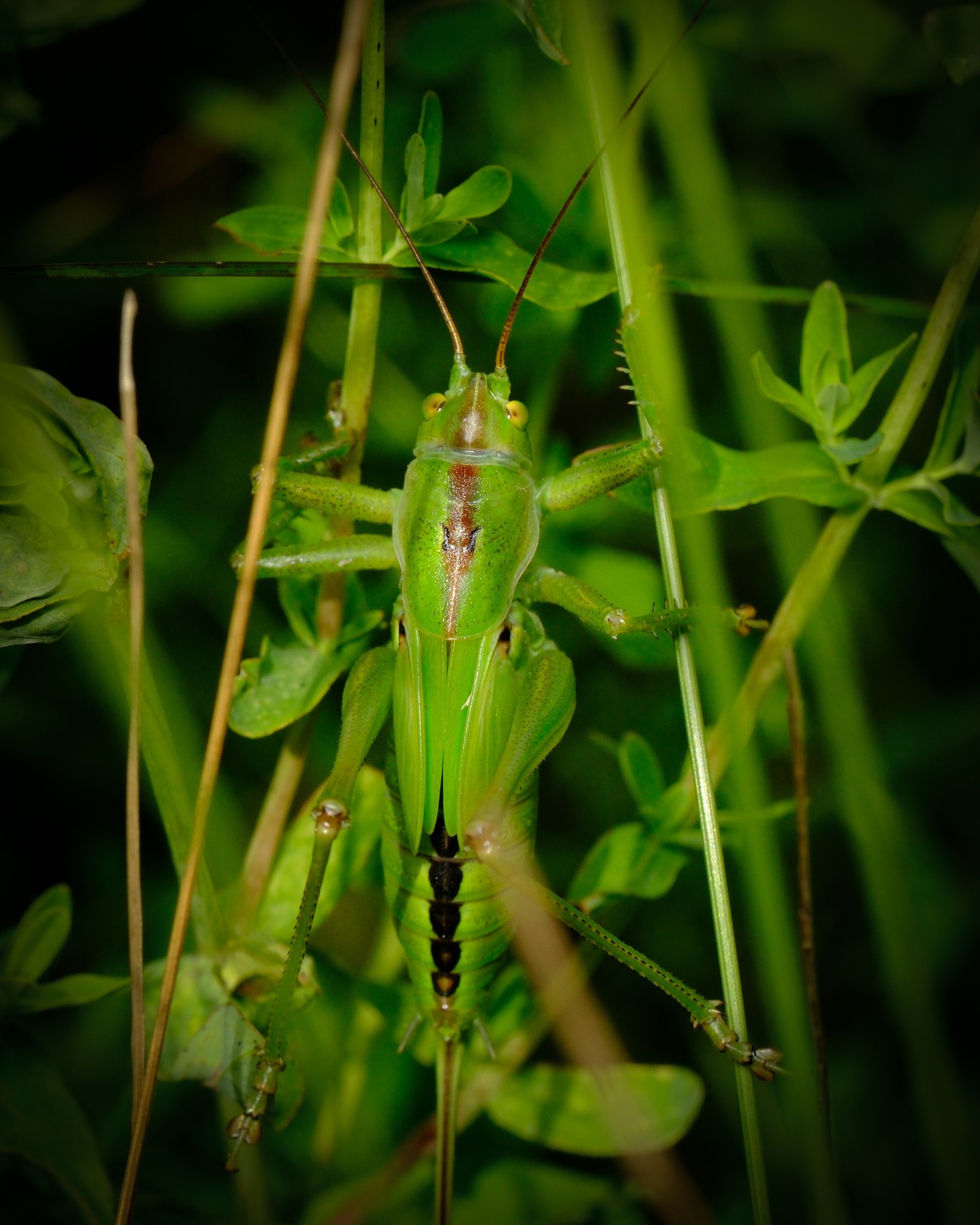 Still

#macrophotography #fujifilm
#Grasshopper #MacroPhotography #InsectPhotography #NatureLovers #WildlifePhotography #CloseUpNature #GreenInsect #Camouflage #Biodiversity #NatureShot #Entomology #WildlifePerfection #InsectsOfInstagram #GrasshopperCamouflage #NaturalBeauty #NatureCloseUp #WildlifeMacro #InsectWorld #Greenery #GrasshopperLife
