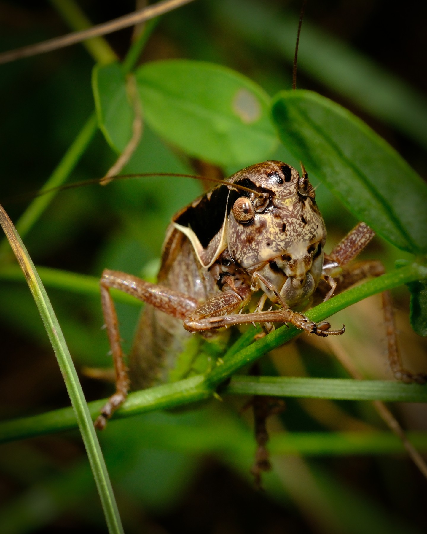 Eats

#macrophotography #fujifilm