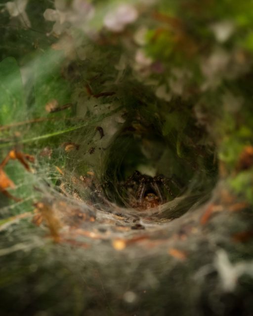 Hide

#macrophotography #fujifilm
#SpiderPhotography #NatureCloseUp #MacroPhotography #SpiderWeb #WildlifePhotography #NatureShot #FunnelWebSpider #InsectPhotography #CreepyCrawlies #NatureDetails