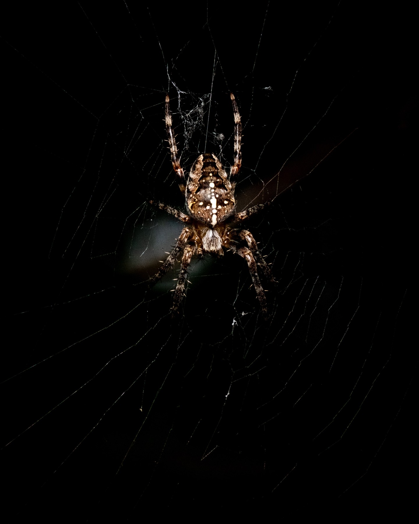 Hunt

#macrophotography #fujifilm