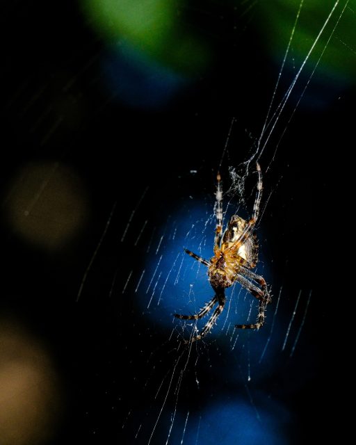 You spend minutes watching them to see what they will do next.

#Spider
#MacroPhotography
#NatureCloseUp
#WildlifePhotography
#InsectWorld
#Arachnid
#SpiderWeb
#NatureLovers
#MacroShot
#WildlifeMacro
#DarkNature
#CloseUpNature
#NaturePerfection
#CreepyCrawlies
#WebOfLife
#NatureInFocus
#MacroArt
#SpookySeason
#InsectPhotography
#NaturePhotography
#ddphotocollection