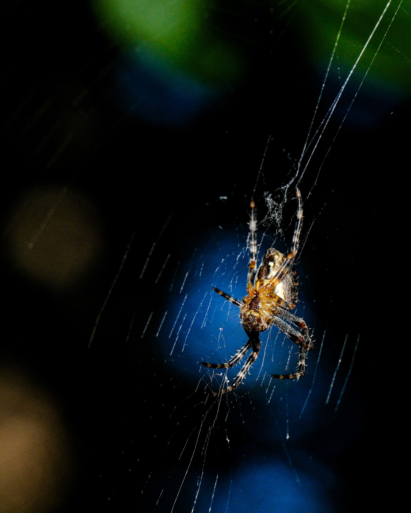 You spend minutes watching them to see what they will do next.

#Spider
#MacroPhotography
#NatureCloseUp
#WildlifePhotography
#InsectWorld
#Arachnid
#SpiderWeb
#NatureLovers
#MacroShot
#WildlifeMacro
#DarkNature
#CloseUpNature
#NaturePerfection
#CreepyCrawlies
#WebOfLife
#NatureInFocus
#MacroArt
#SpookySeason
#InsectPhotography
#NaturePhotography
#ddphotocollection